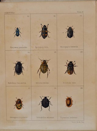 BRITISH BEETLES. Transferred from Curtis's British Entomology. With Descriptions by E. W. Janson
