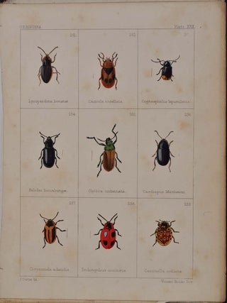 BRITISH BEETLES. Transferred from Curtis's British Entomology. With Descriptions by E. W. Janson