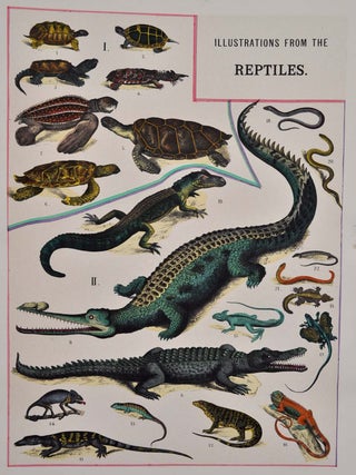 Hand-colored illustrations of the beautiful and wonderful in animated nature, with full explanatory text.