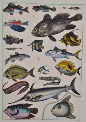 Hand-colored illustrations of the beautiful and wonderful in animated nature, with full explanatory text.