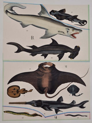 Hand-colored illustrations of the beautiful and wonderful in animated nature, with full explanatory text.