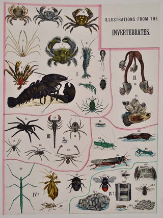 Hand-colored illustrations of the beautiful and wonderful in animated nature, with full explanatory text.