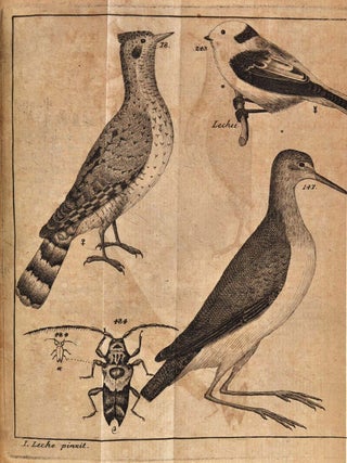 FAUNA SVECICA Sistens Animalia Sveciae Regni: Quadrupedia, Aves, Amphibia, Pisces, Insecta, Vermes, Distributa per Classes & Ordines, Genera & Species. Cum Differentiis Specierum, Synonymis Autorum, Nominibus Incolarum, Locis Habitationum Descriptionibus Insectorum.