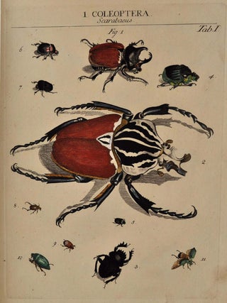 GENERA INSECTORUM LINNAEI ET FABRICII. Iconibus Illustrata a Joanne Jacobo Roemer.