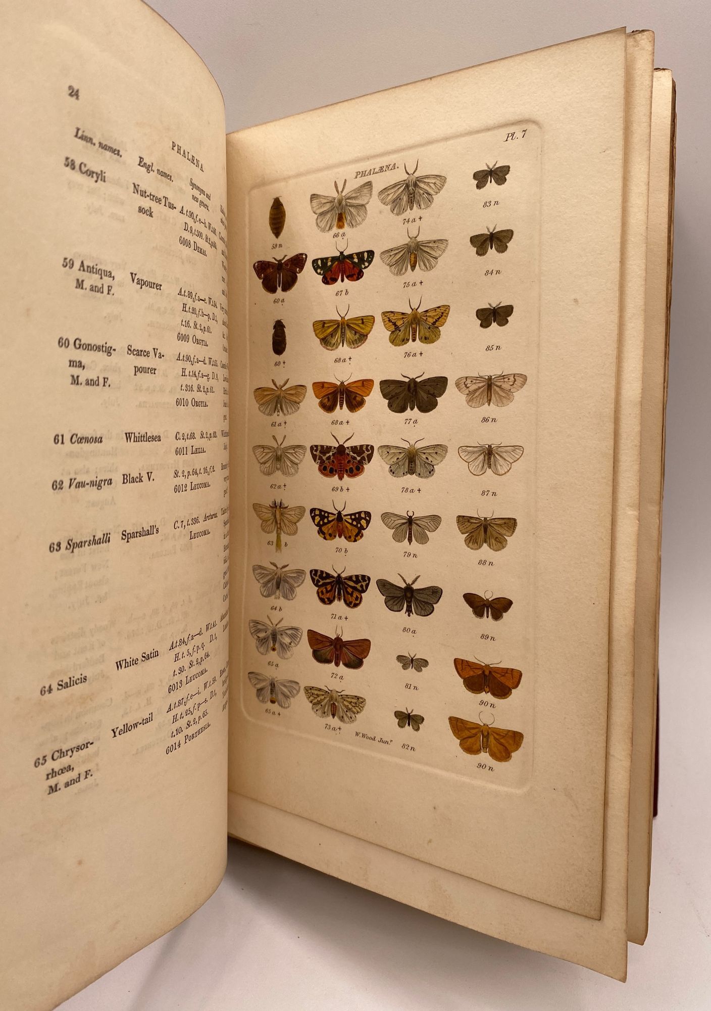 William Roe Insects Index Entomologicus; or, A COMPLETE ILLUSTRATED CATALOGUE, Consisting ...