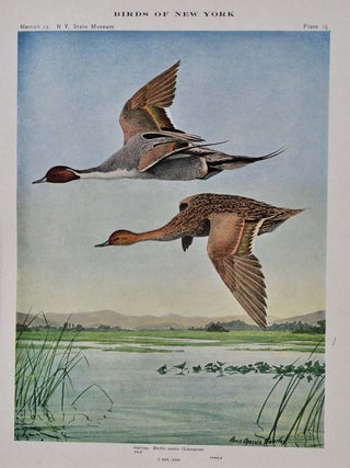 BIRDS OF NEW YORK. Two volume set.